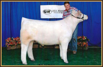 2009 Many Time Champion Great Western Livestock Show