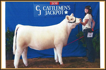 2011 Many Time Champion Shorthorn CJ Cattlemen's Jackpot