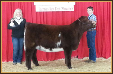 13 Champion SHorthorn Steer MJC Showdown ; Red Wave Classic ; Cattlemen's Jackpot