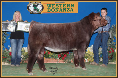 13 Champion SHorthorn Steer MJC Showdown ; Red Wave Classic ; Cattlemen's Jackpot